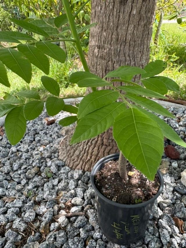 4 MO’s RED HOG PLUM LIVE CLONED ROOTED (SPONDIAS PURPUREA) RED MOMBIN/CIRUELA