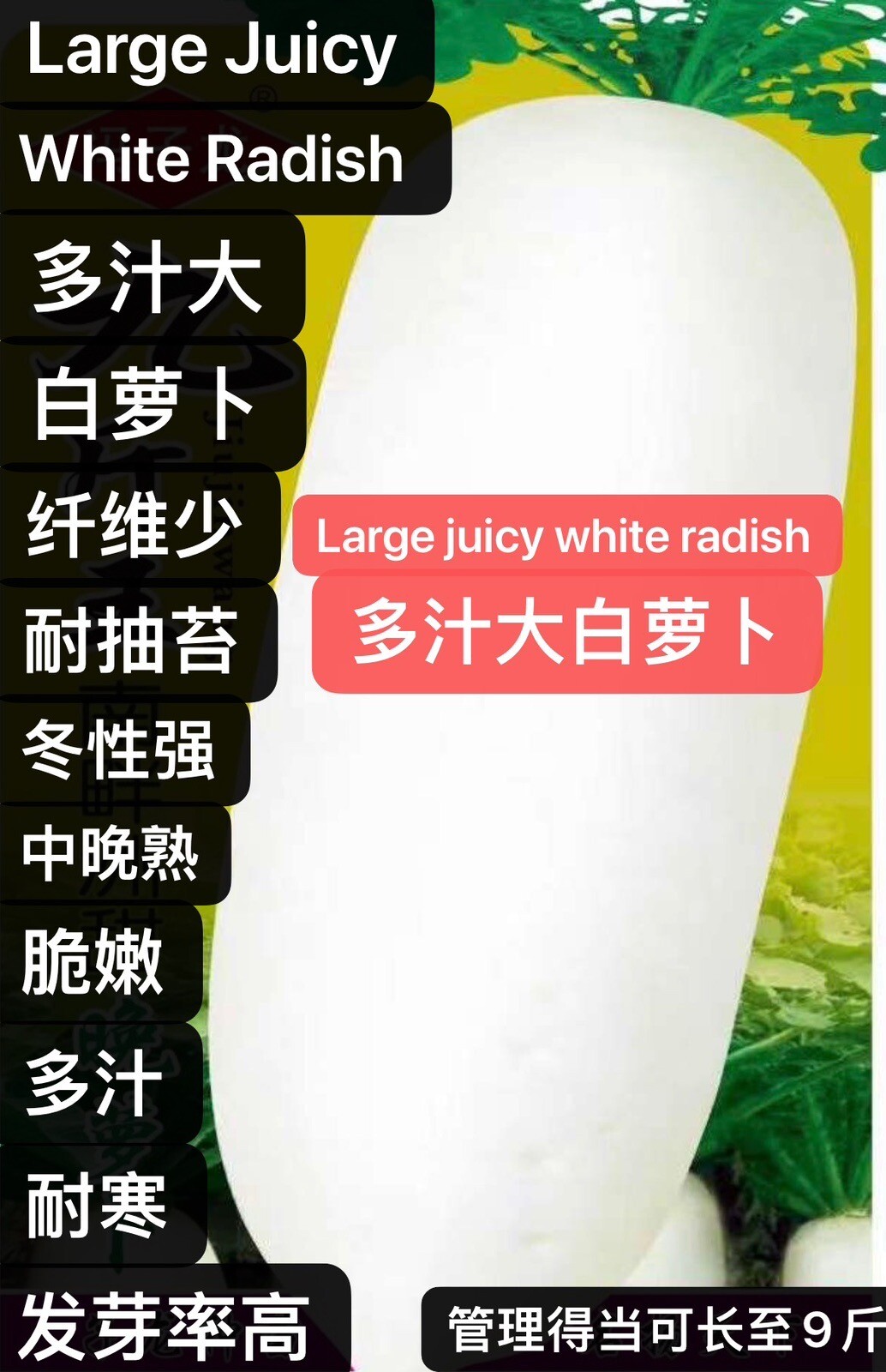 300+Daikon large juicy Radish Chinese White radish Luo bo 300多粒甜脆多汁大白萝卜 2023