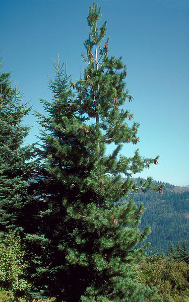 Western White Pine, Pinus monticola, Tree Seeds