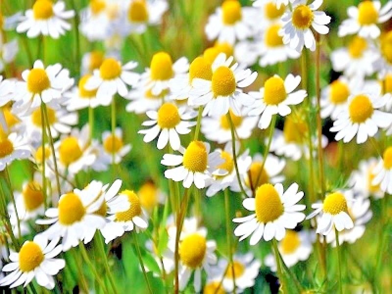 2001+Common German CHAMOMILE Flower Seeds Organic Herb Tea Garden Container Easy