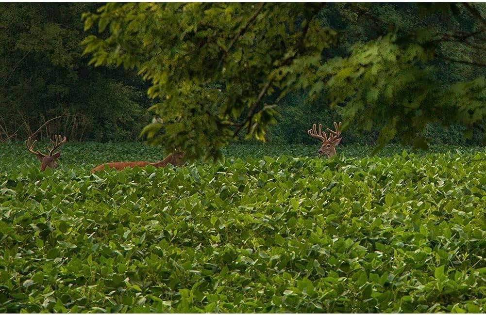 Evolved Harvest 5 Lbs No-Till Forage – Nutrient-Rich Fast-Growing Deer Seed
