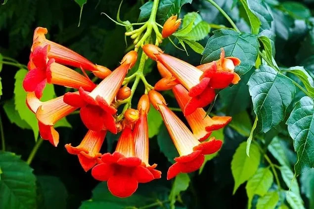 Hummingbird vines