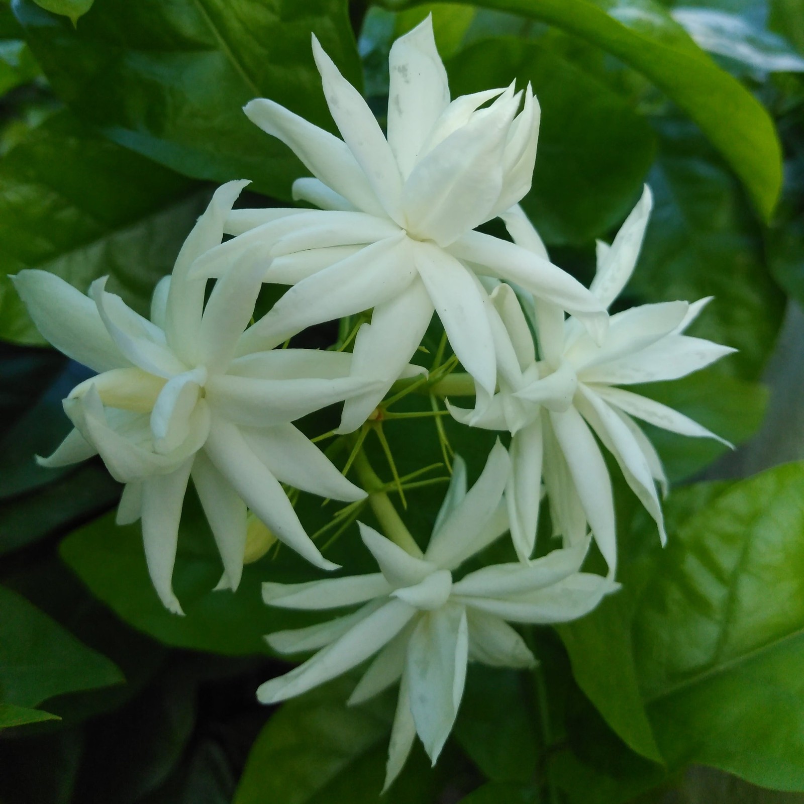 Jasmine Sambac Belle of India 1 Potted Plant Rooted in a Quart Pot, Easy to Grow