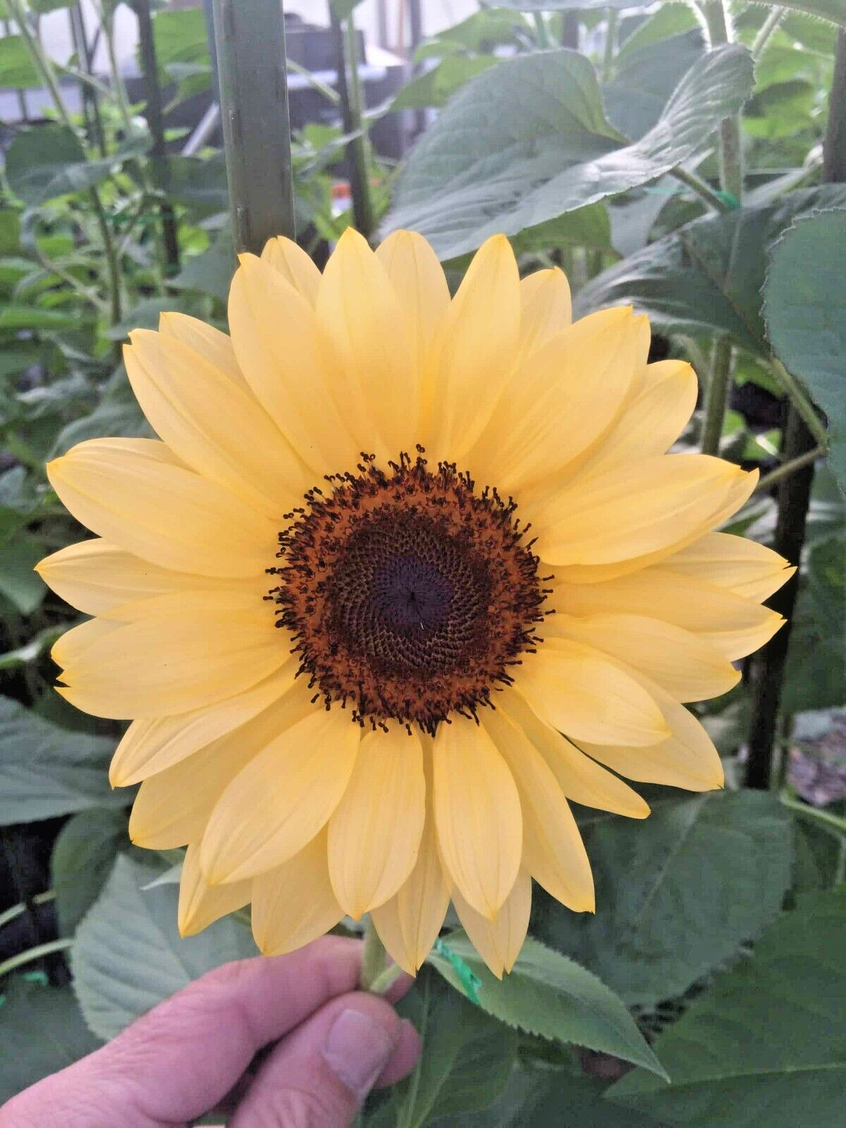 20 PROCUT PEACH SUNFLOWER SEEDS – Helianthus annuus