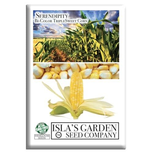 ‘Serendipity’ Triple Sweet Corn Seeds (Zea mays) – 100+ Non-GMO & Heirloom
