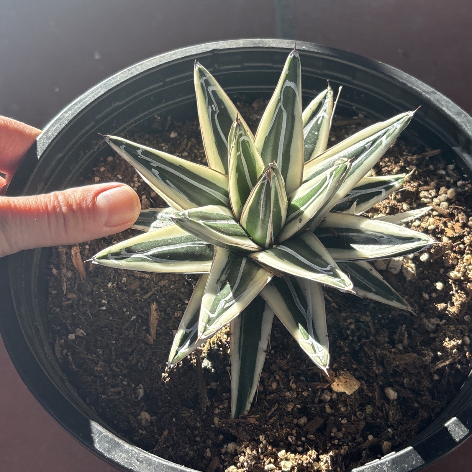 Agave White Rhino (Agave Victoriae Reginae ) ‘Albomarginata’ 8 in pot