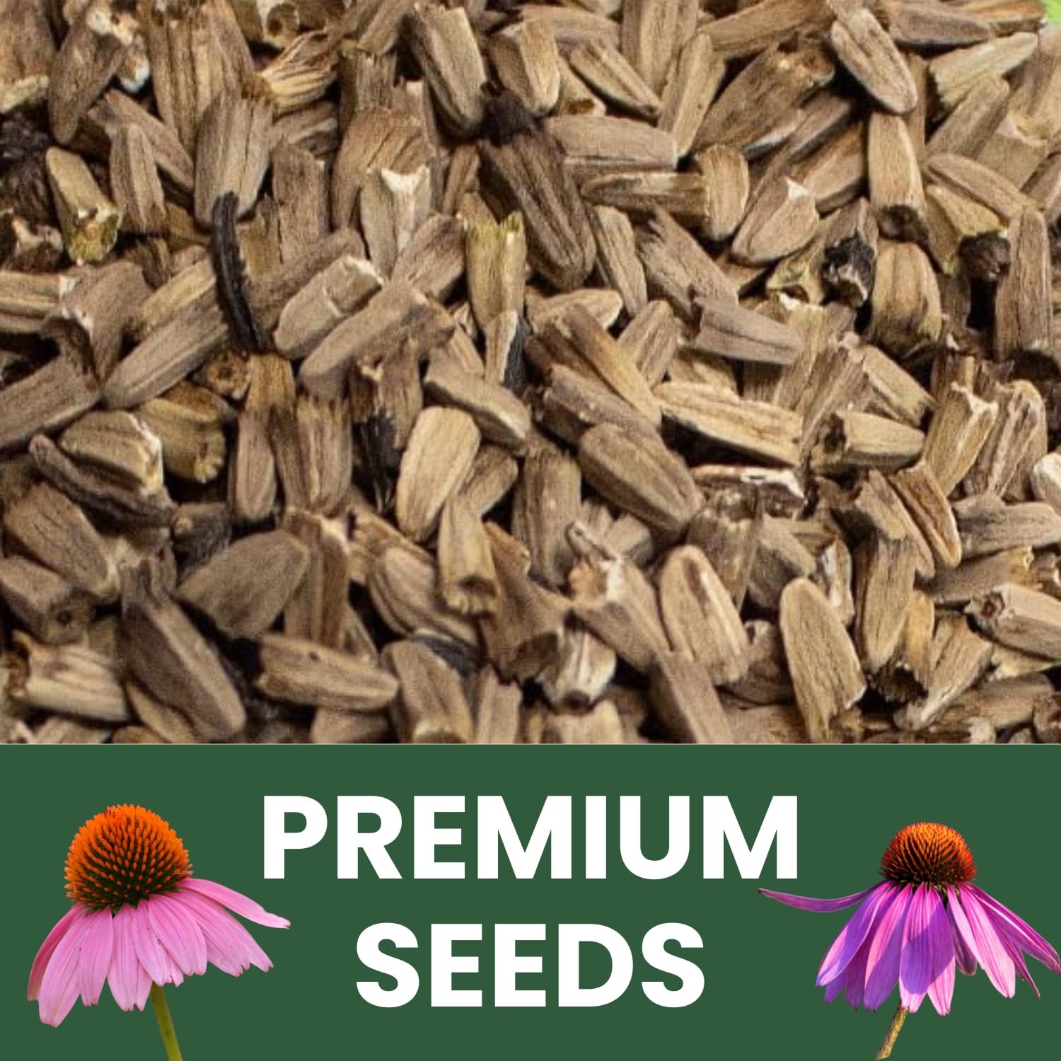 Purple Coneflower Seeds – 28,000 Count for Planting – 2026 Season – 4 Ounce