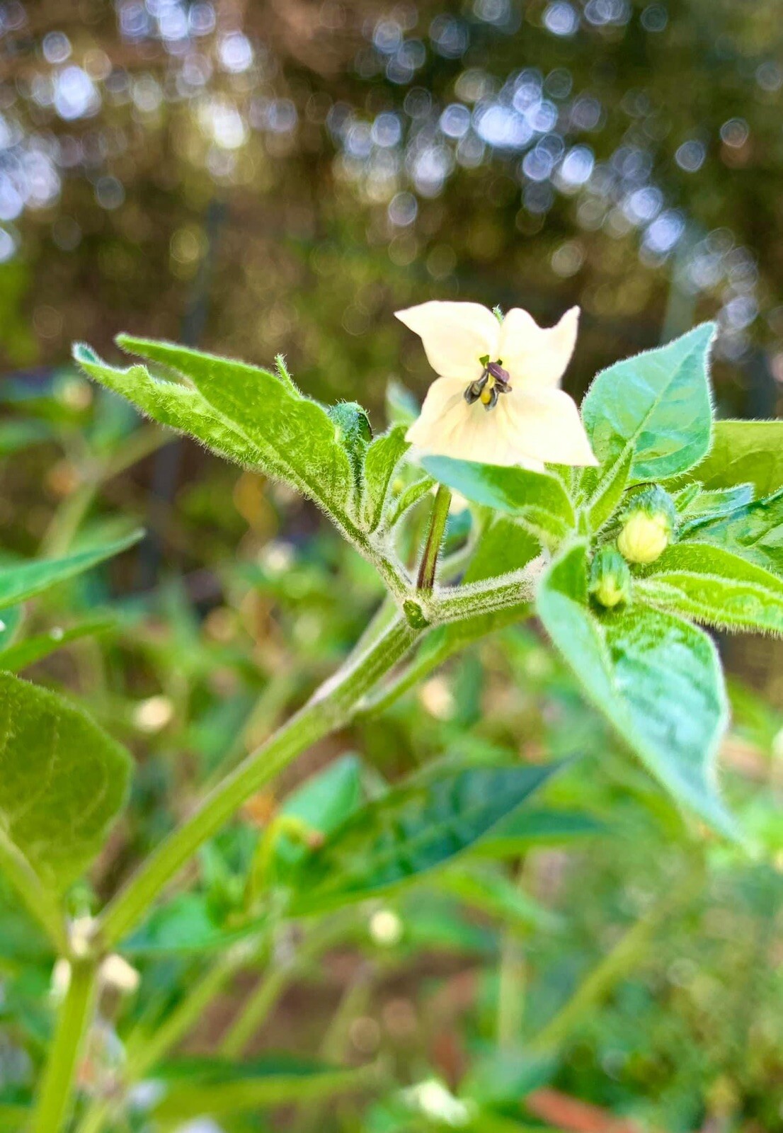 Thai Hot Red pepper – 50 seeds 2023 – USA