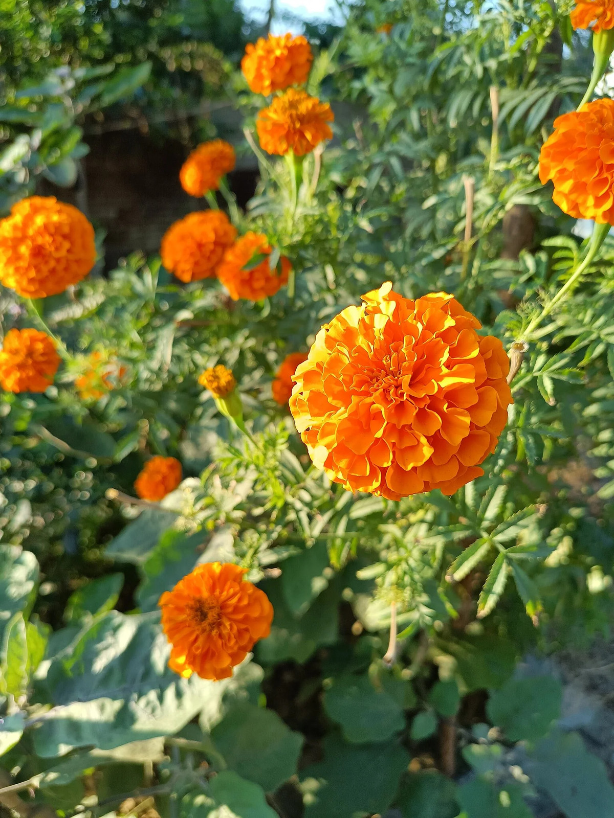 Hawaii Orange African Marigold Seeds – For 2025 Planting Big Beauty Flower Deer