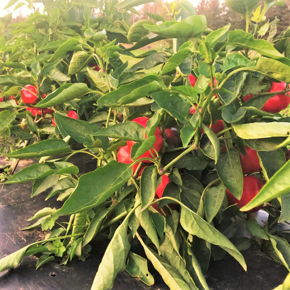 Pimento Pepper Seeds | Pimiento Red Cherry Mild Bell Sweet Vegetable Seed 2024