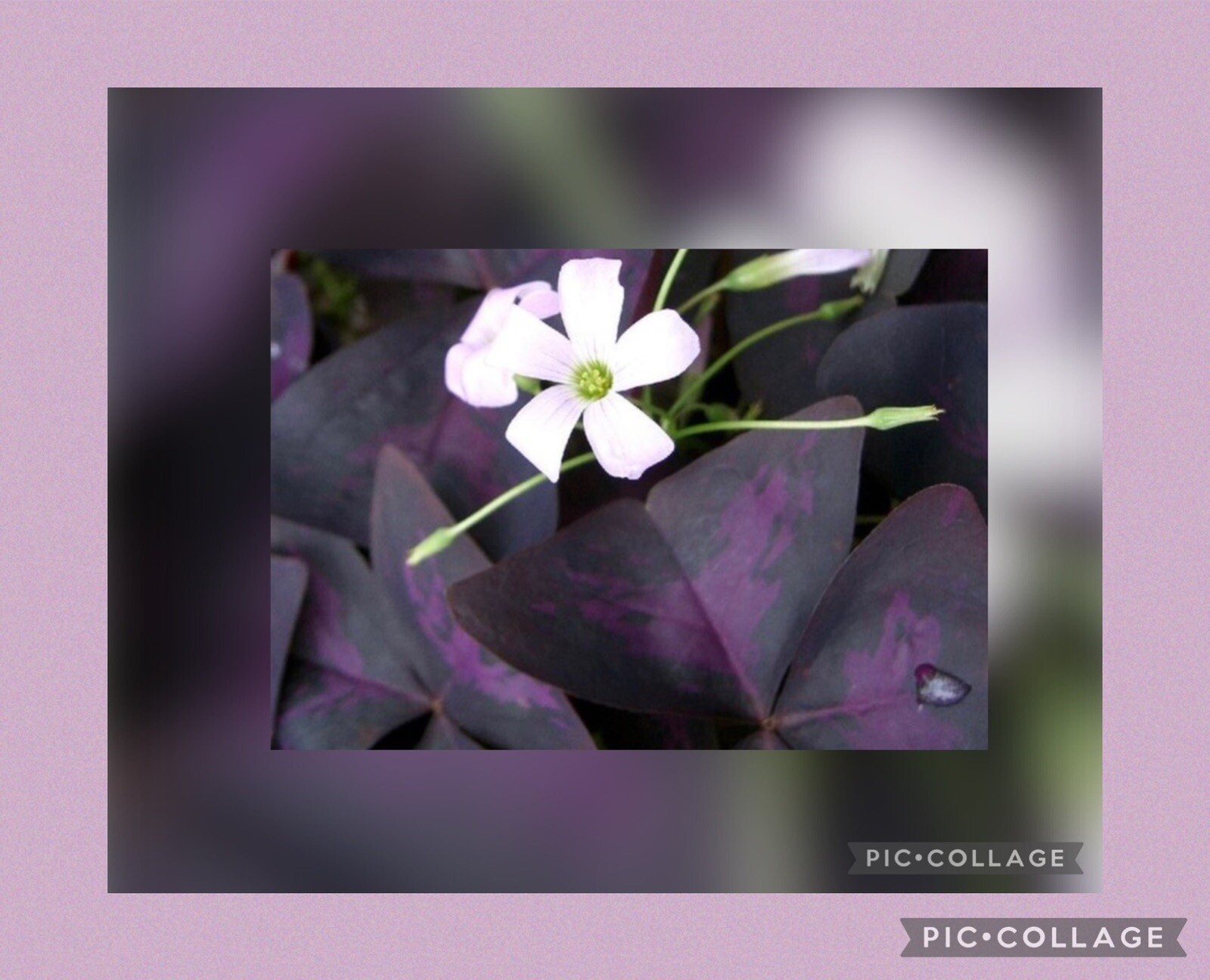 👒 10 Purple Shamrock~Oxalis Triangularis~Bulbs~Striking Colors~Lovely~Blooms