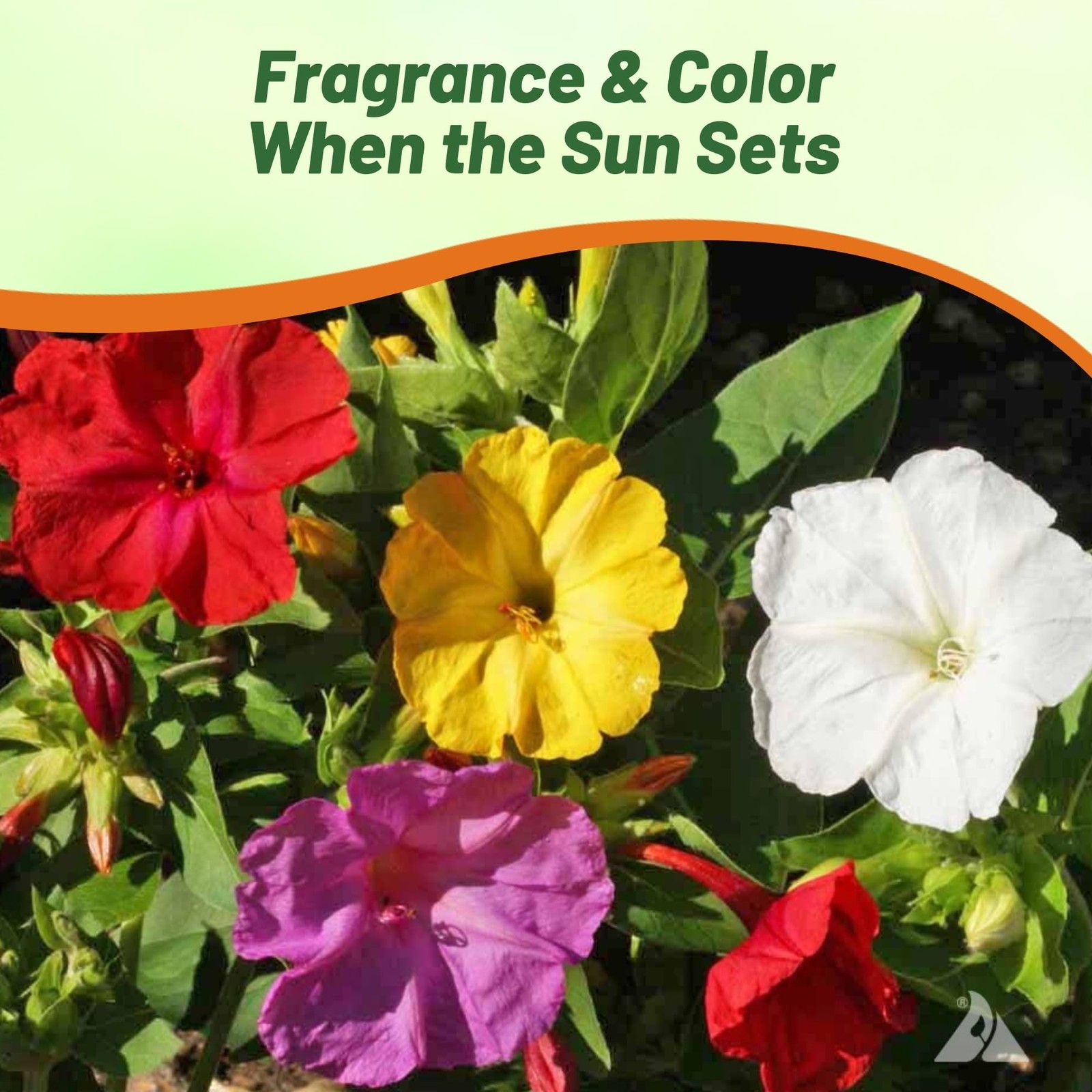 Mixed Four O’clock Flower Seeds – 1/4 lb Perennial Fragrant, Trumpet-Shaped B…