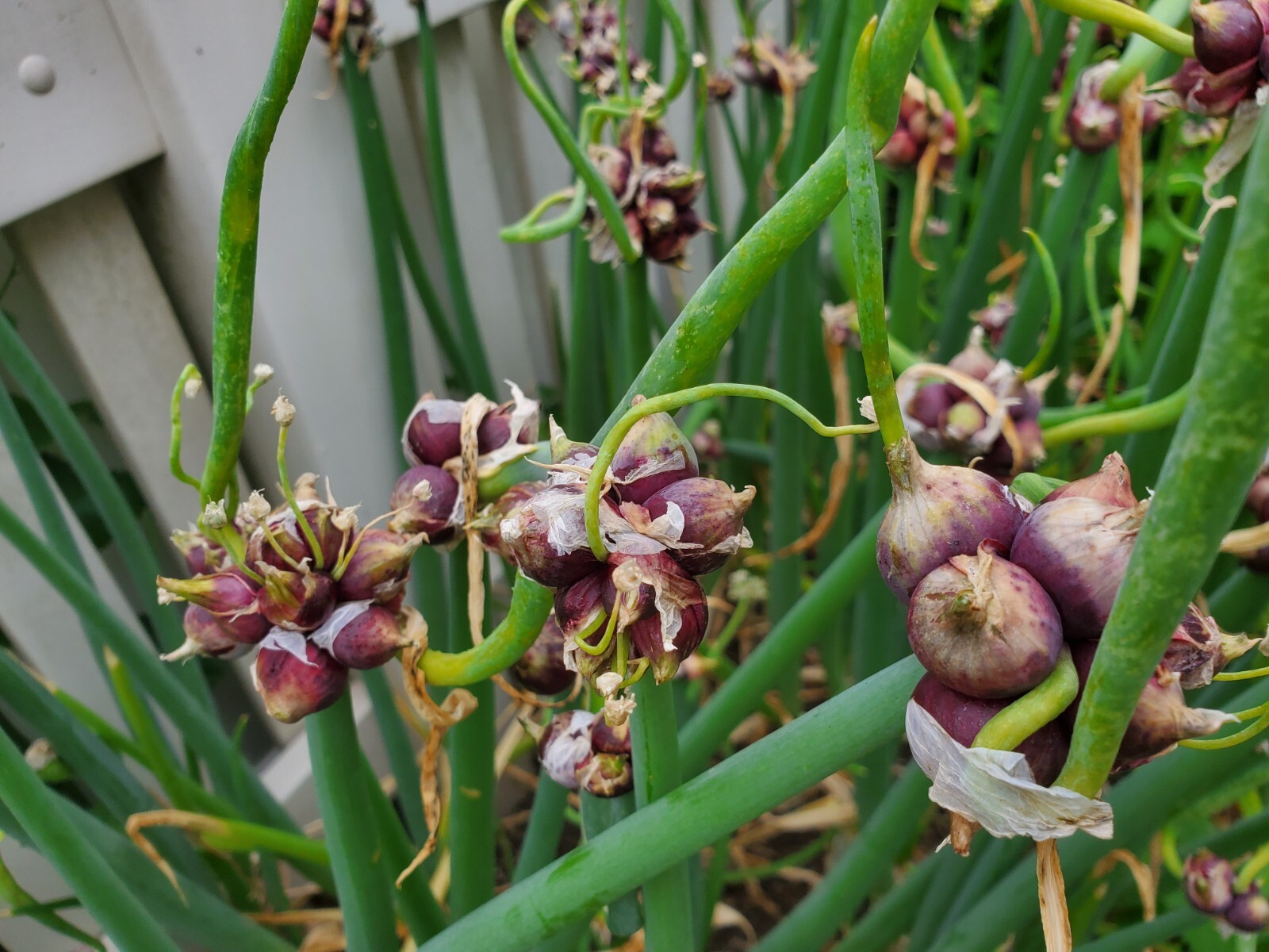 Egyptian Walking Onions Bulbs 5 Jumbo Size Lot Organic Heirloom 2026 Harvest