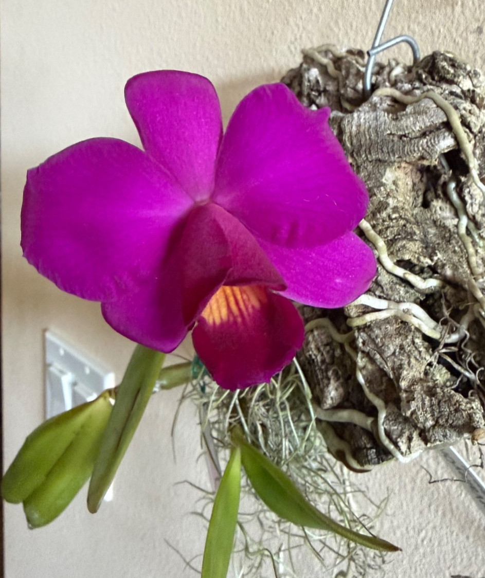 BLOOMING NOW C. violacea FCC/AOS x Sl. Orpetii AM/AOS Cattleya Orchid