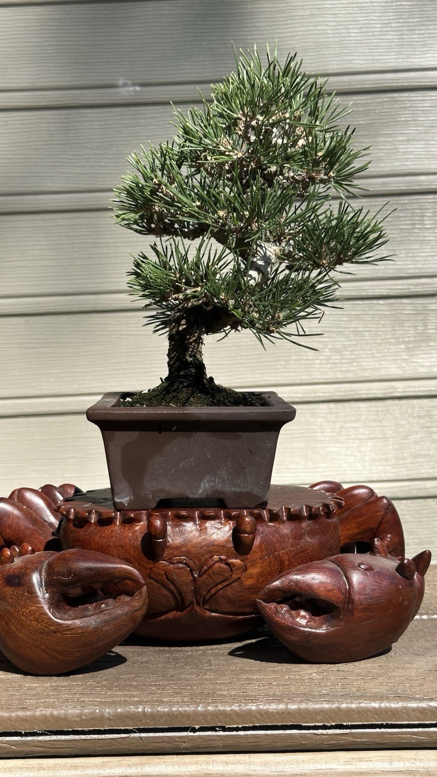Japanese Shohin black Pine Informal Upright Style, 15 Year Old