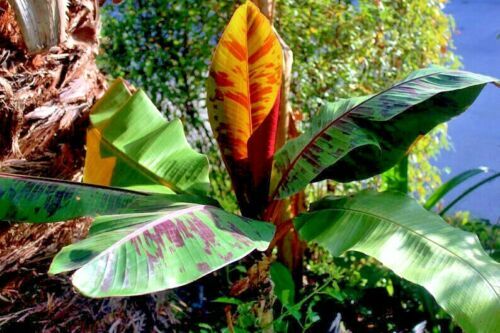 5 Red Tiger Darjeeling Banana Plant Tree Seeds (Musa sikkimensis) Hardy-Zone 5