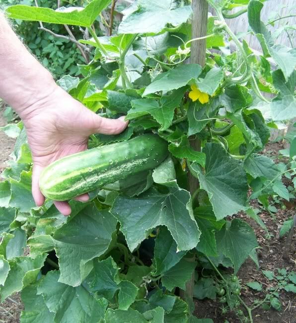 Spacemaster Cucumber Seeds HEIRLOOM – NON GMO Fresh Seeds for Your Garden