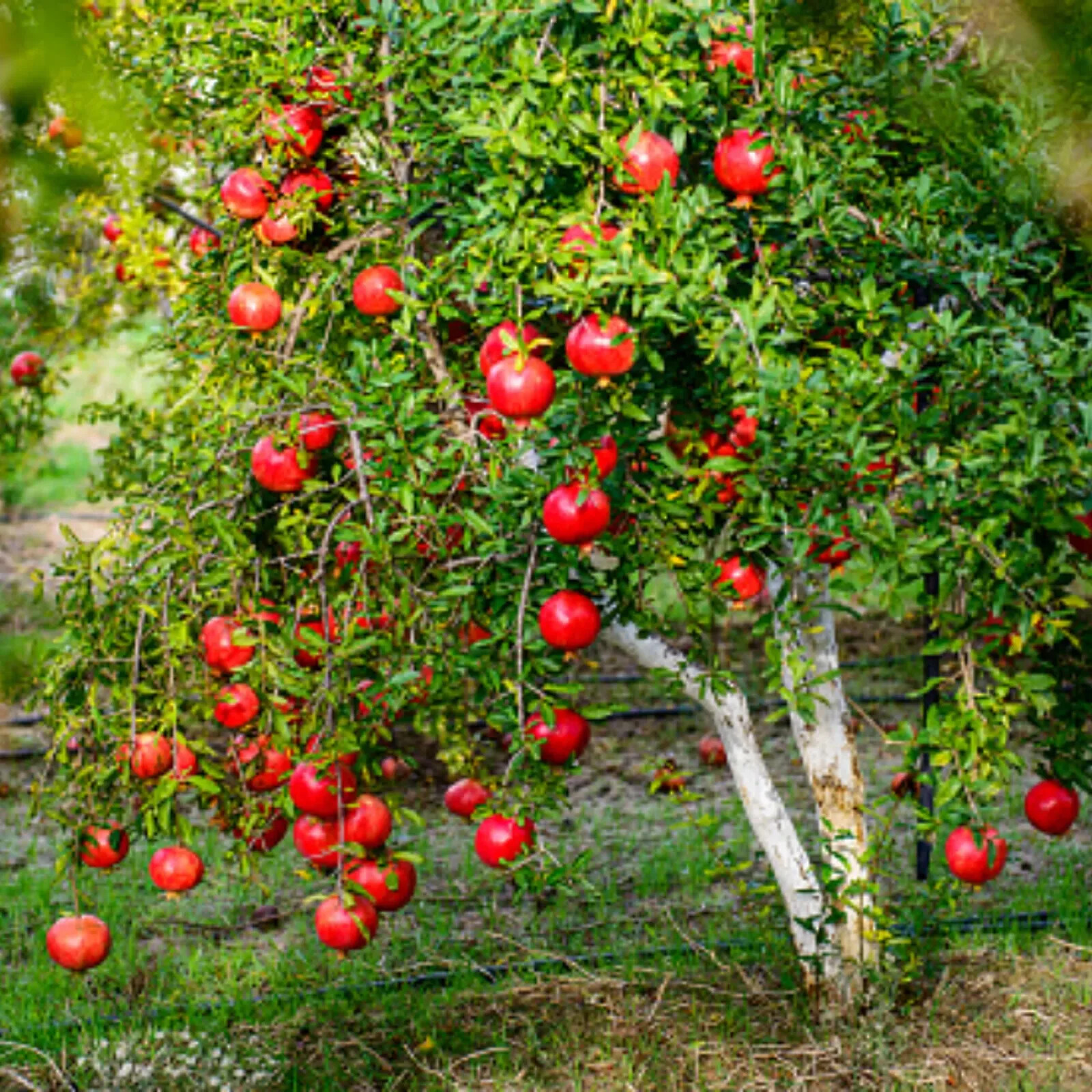 Pomegranate Tree Seeds (Punica granatum) “Apple of Granata Fruit” Shrub NON GMO