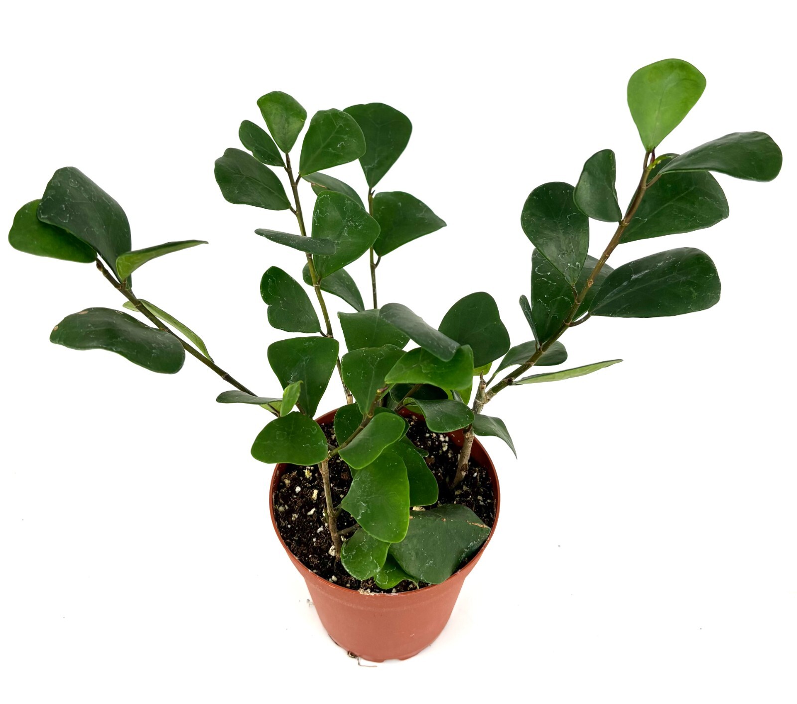 Ficus Triangularis Live Potted House Plants Air Purifying