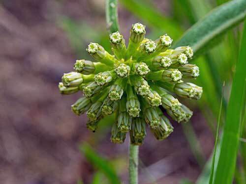 Asclepias viridiflora | Short Green Milkweed | 10 Seeds