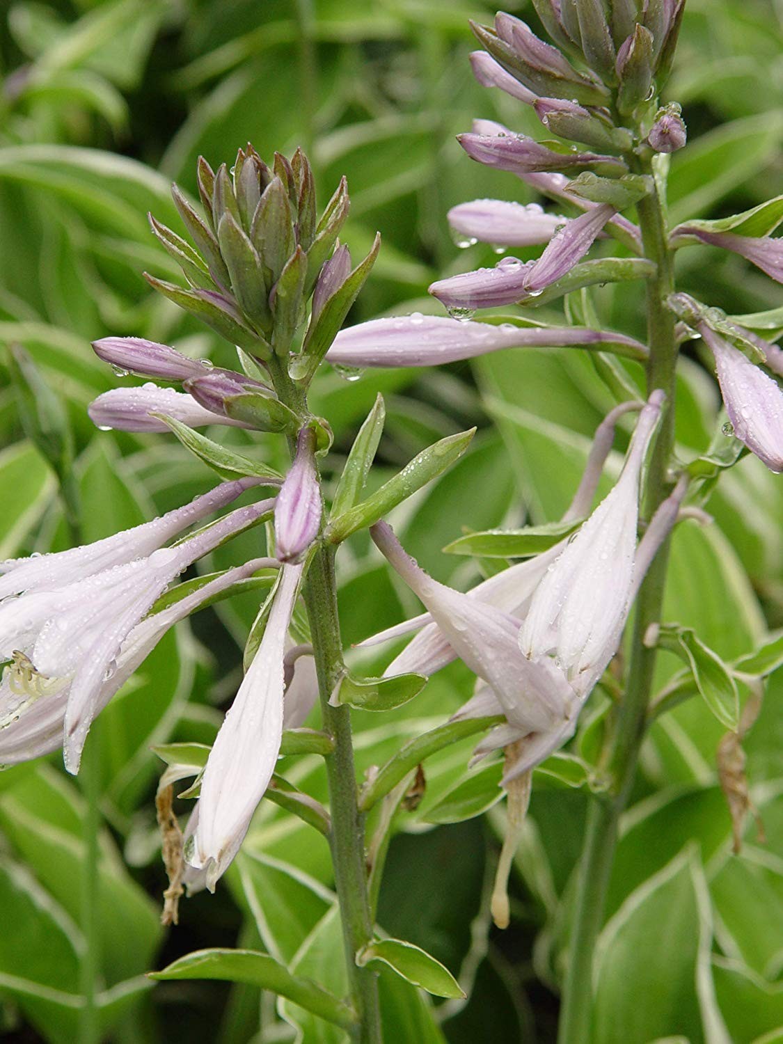 Hosta ‘Francee’ Perennial Plant with Dark Green and White Edged Foliage