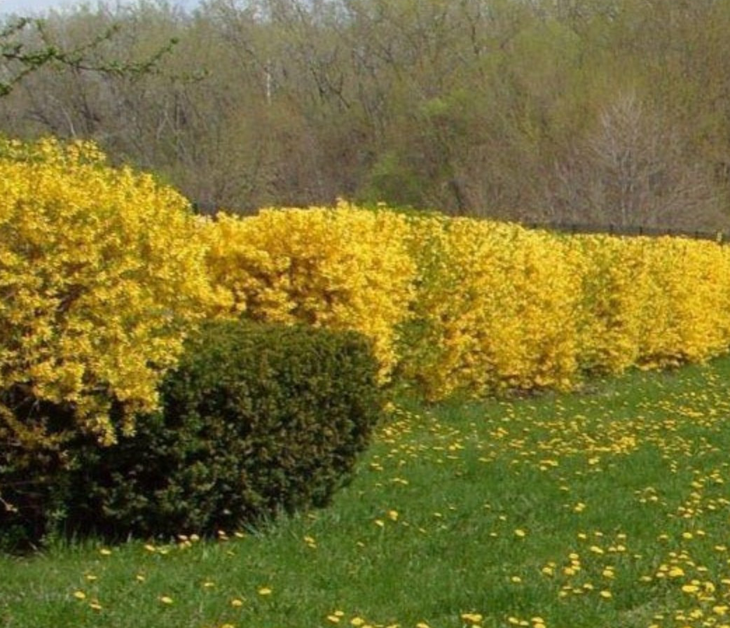 Lynwood Gold Forsythia Plant – 2.5″ Pot – AK: Bareroot Oct–May –No Ship PR, HI