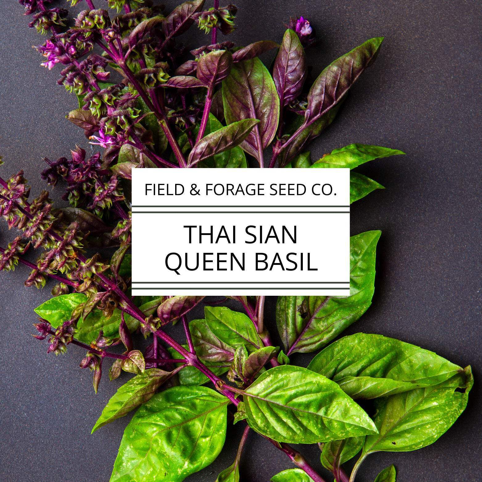 Thai Basil ‘Siam Queen’ | Ocimum basilicum | Pollinator Friendly | Non-GMO – 200