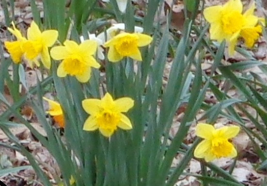 100 fresh DAFFODIL SEEDS Narcissus Jonquils PLANT IN SUMMER / FALL *PlsREAD*