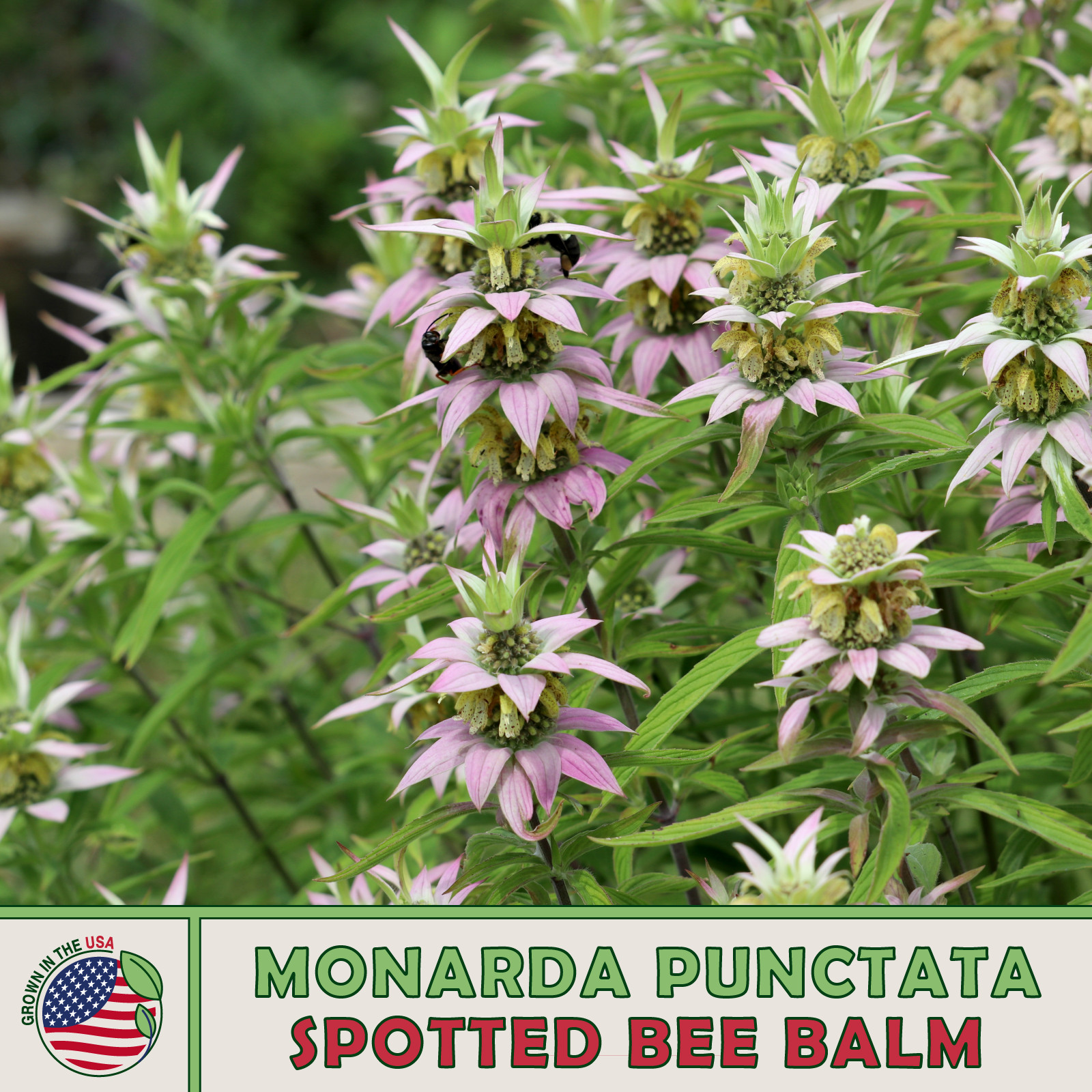 200 Spotted Bee Balm Seeds, Herbal, Medicinal, Pollinator Attractor, Genuine USA