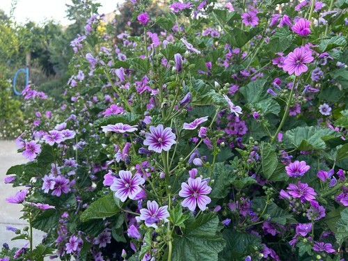 200+ Zebra Mallow Seeds White Purple Zebra Striped Malva Sylvestris Medicinal