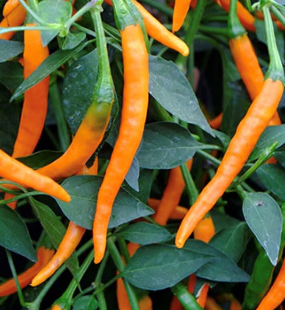 Cayenne Pepper Collection | Hot | Seeds