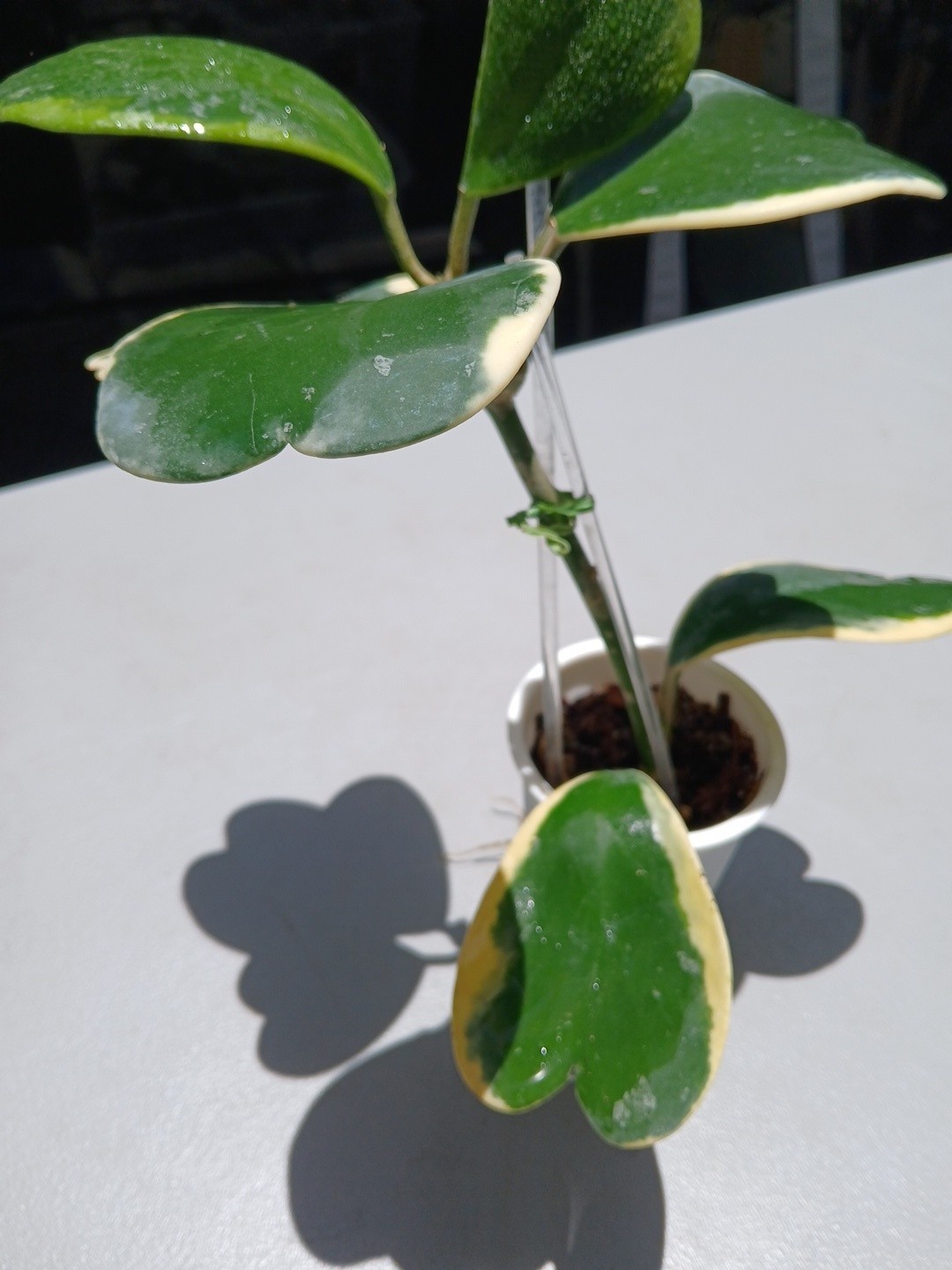 #913- HOYA KERRI VARIEGATED LIVE PLANT, LARGE LEAF, LARGE PLANT,