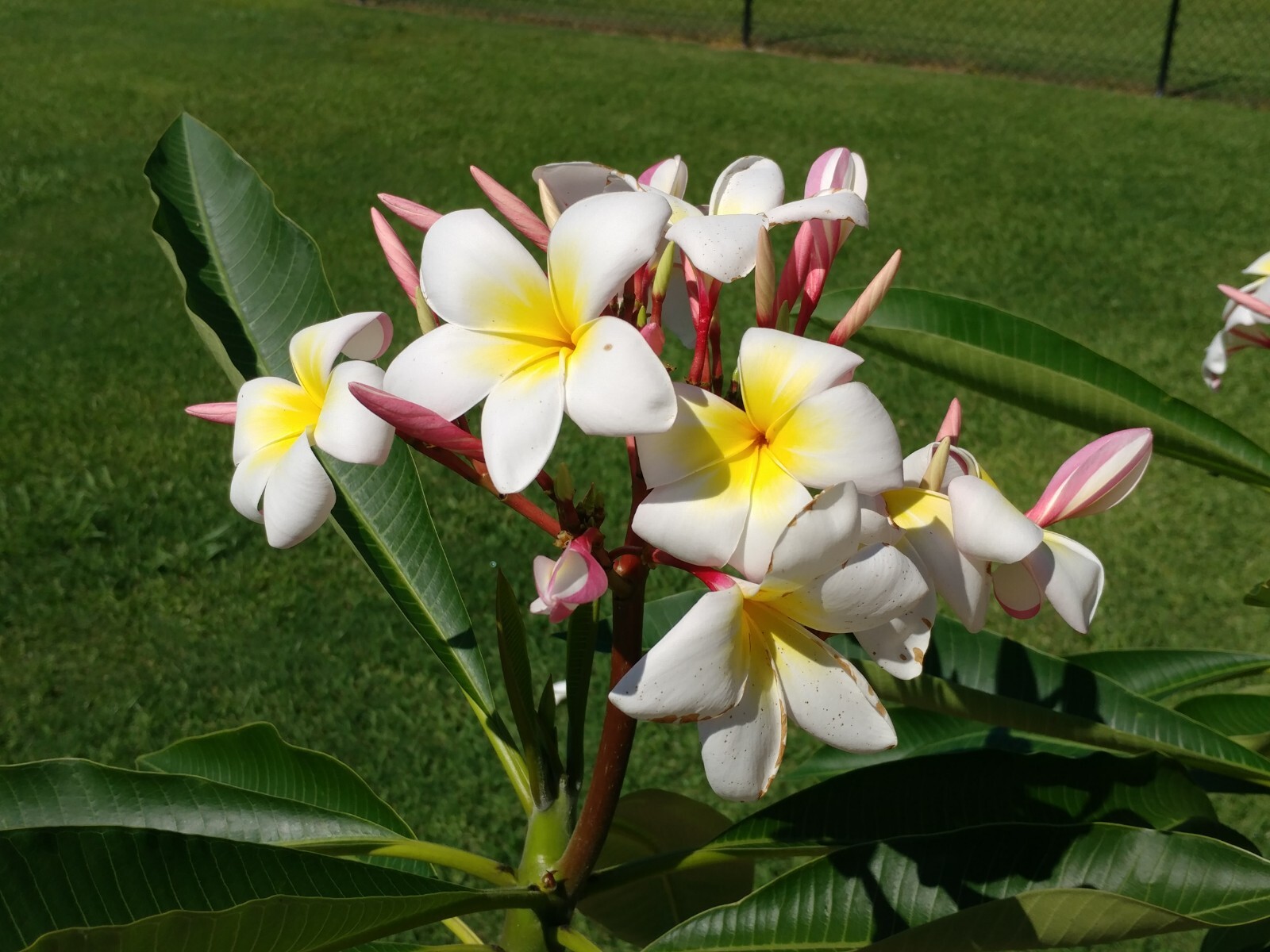10 Yellow & White Plumeria Seeds