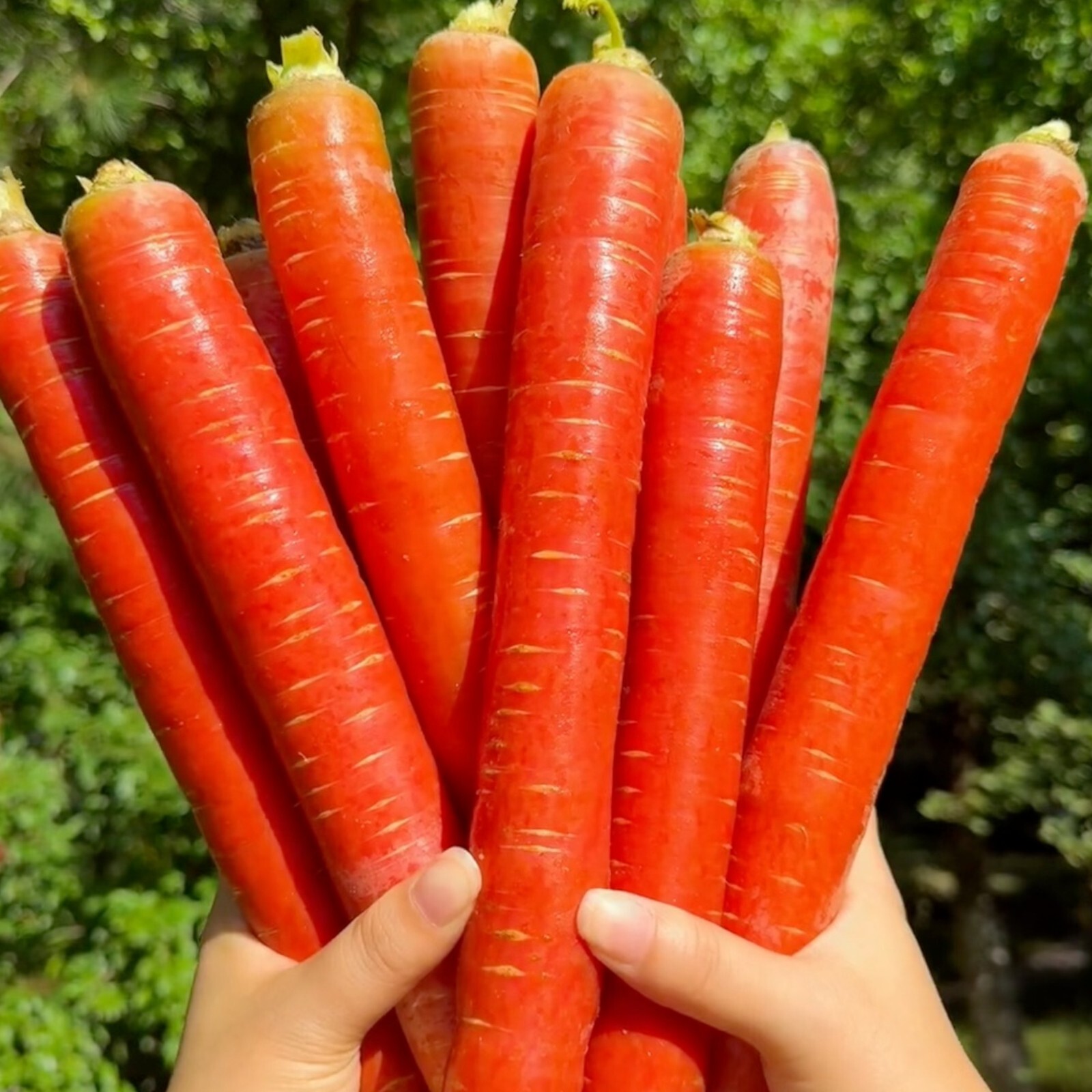 Red Fruit Carrot Seeds – 1000 Seeds – Non-GMO Heirloom Root Vegetable