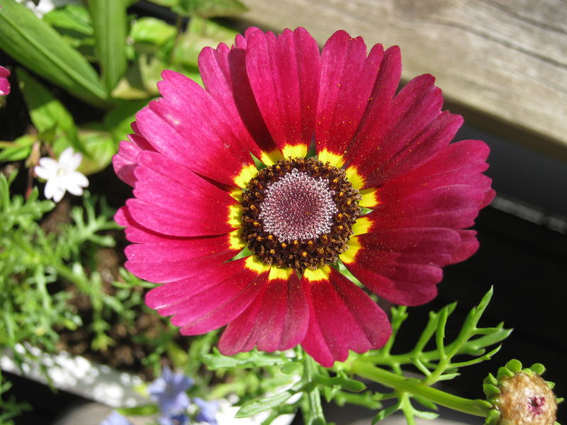 daisy, PAINTED TRICOLOR tri color 240 seeds GroCo* (BUY ANY 10 ITEMS-SHIPS FREE)