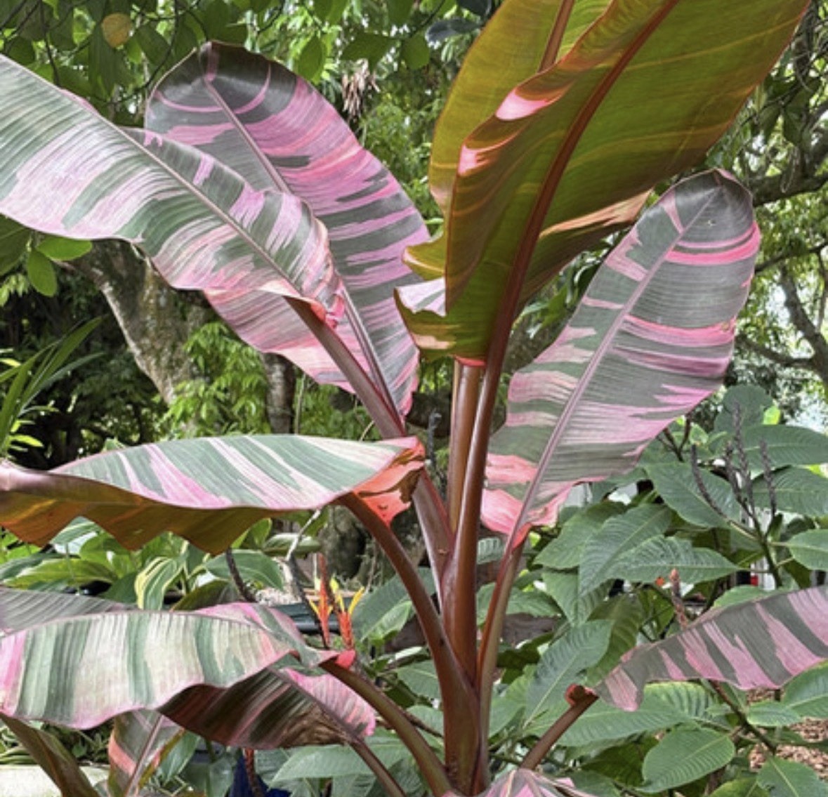 Varigated Musa Pink Nono Starter Plant – 2.5” Grow Pot