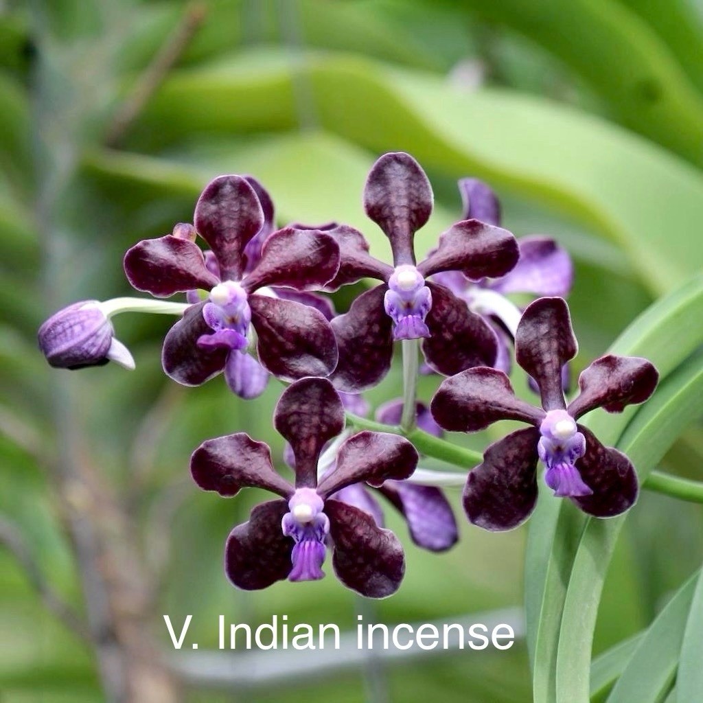 Vanda Indian Incense , Dark Vanda Orchid Fragrant