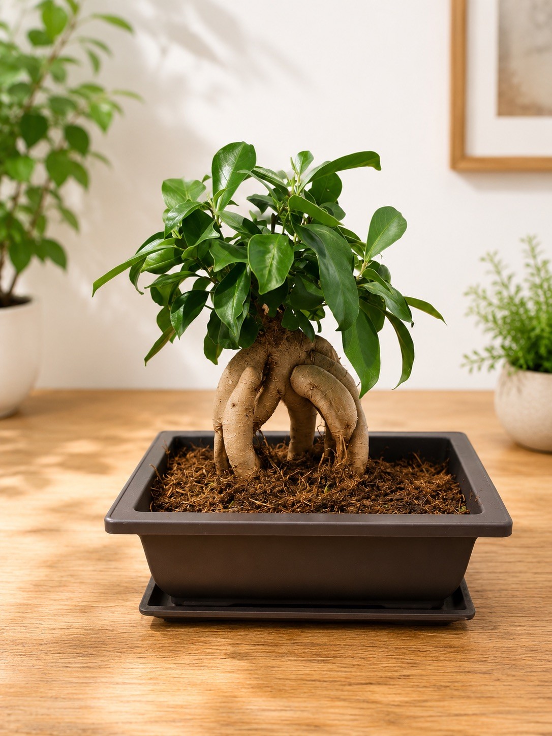 Ginseng Ficus Bonsai Tree, (10Years Old) 7 Inch Tree, Potted 9”x7” Base.