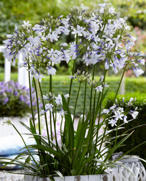 Agapanthus Lily of the Nile – Twister – 1 Bareroot – Read Description