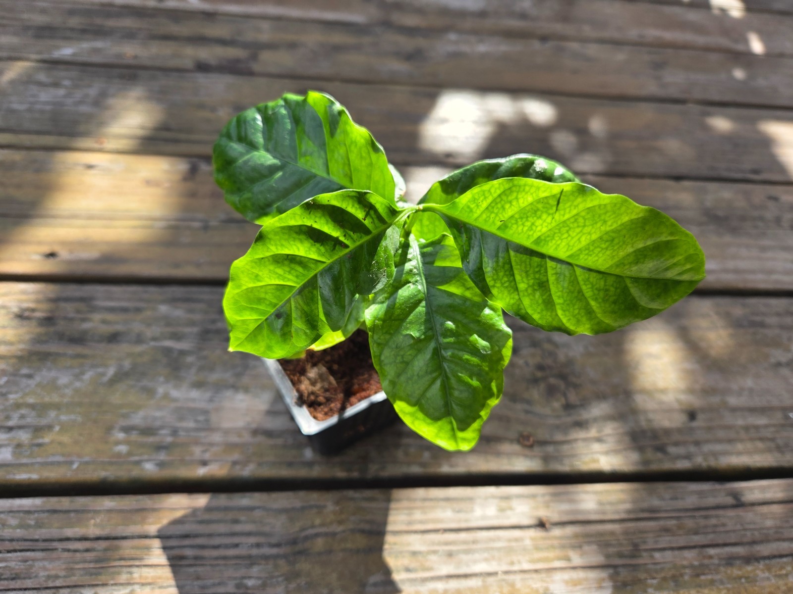 1 “Chandragiri” Indian Coffee Live Plant – COFFEA Arabica by World Seed Supply