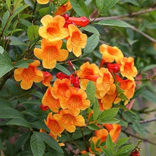 Orange Trumpet Bush, Orange Jubilee, Arizona Tecoma Stans (20 Seeds)