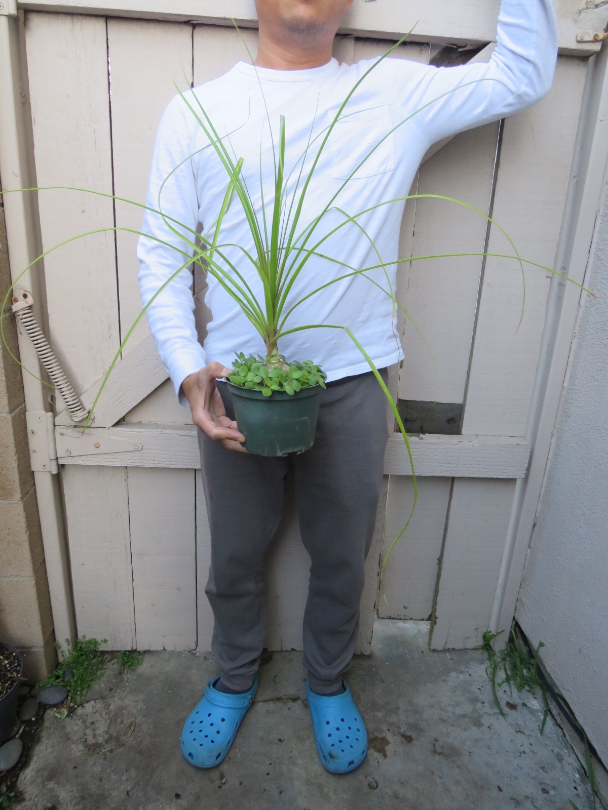 Beaucarnea recurvata pony tail palm Succulent