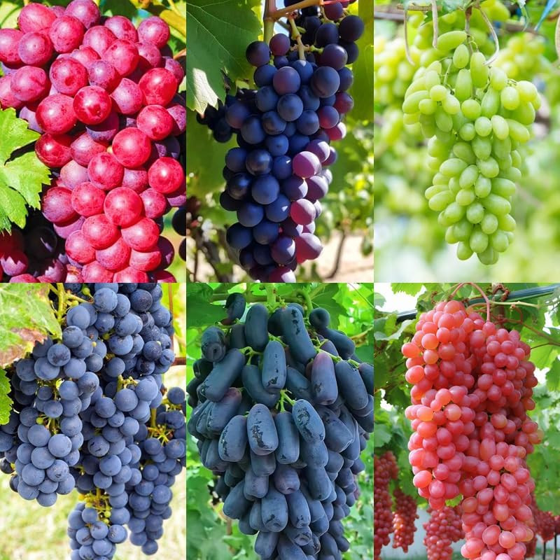 200+ Grape Tree Seeds for Planting Outdoor Bonsai-Sweet Grape Fruit Plant in …