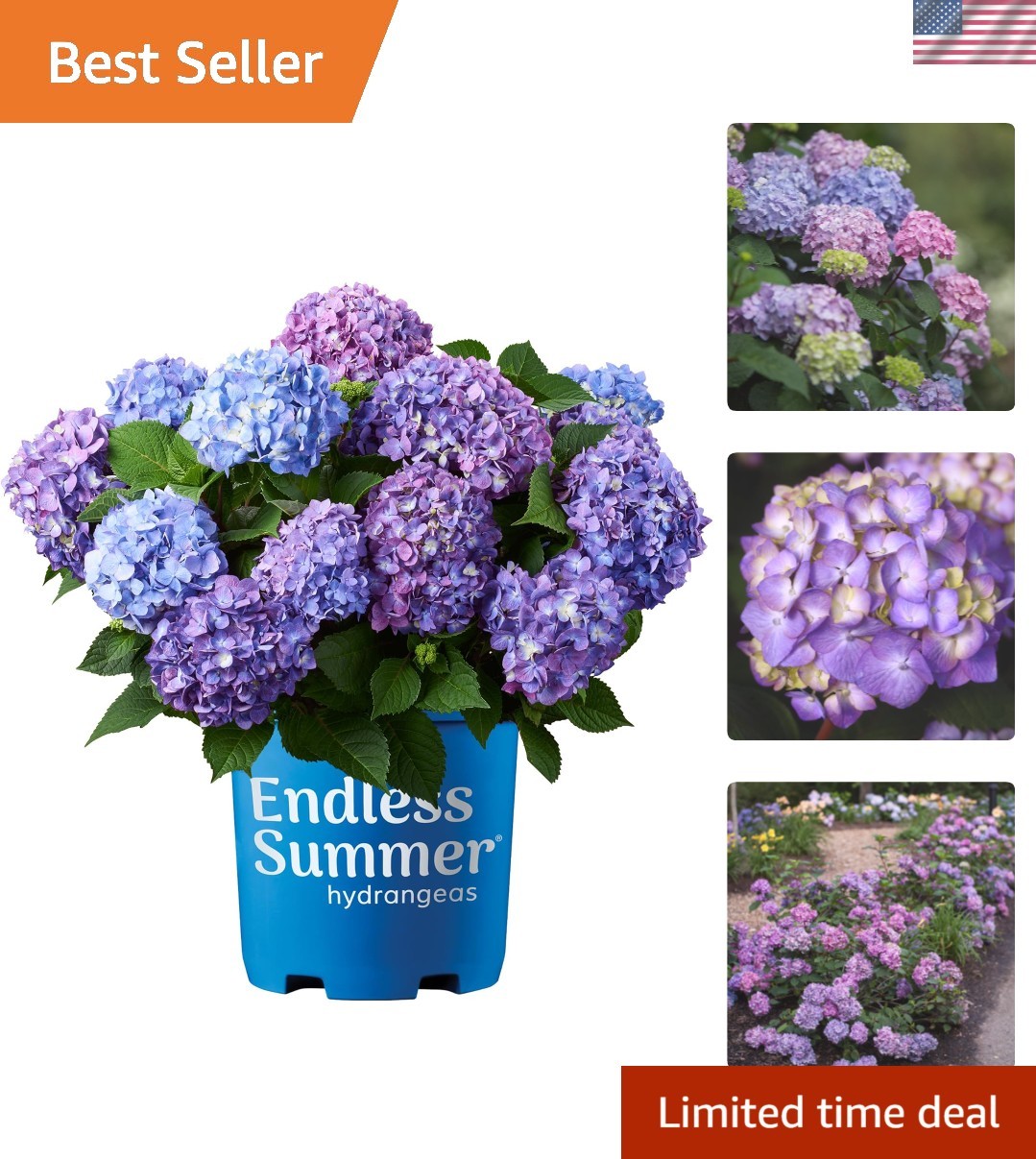 1 Gallon Hydrangea Bloomstruck – Eye-Catching Pink or Purple for Every Garden