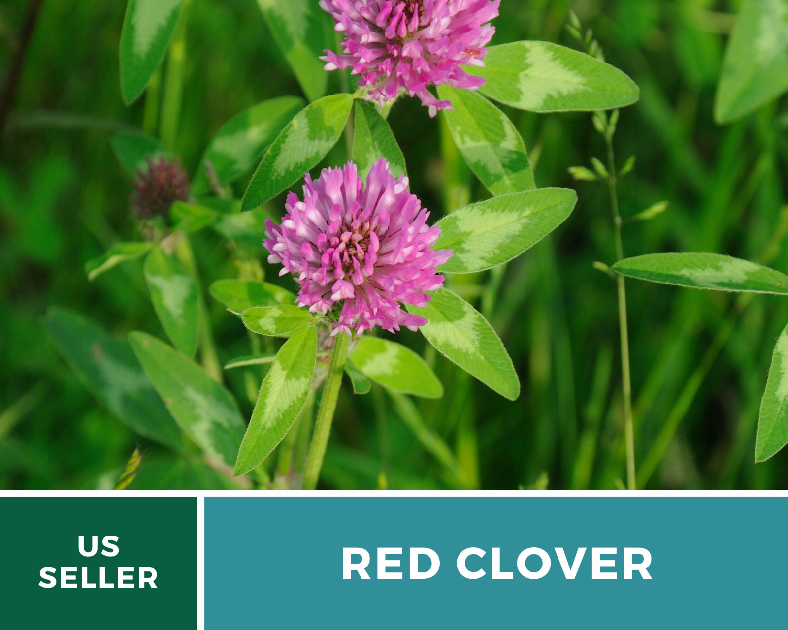 Clover, Red (Trifolium Pratense) Medicinal – 200 Seeds