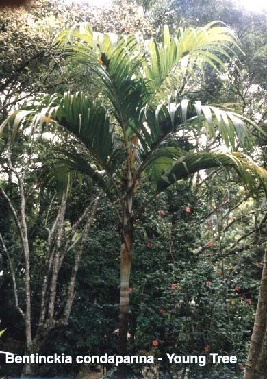 Bentinckia condapanna HILL ARECA NUT PALM Seeds!