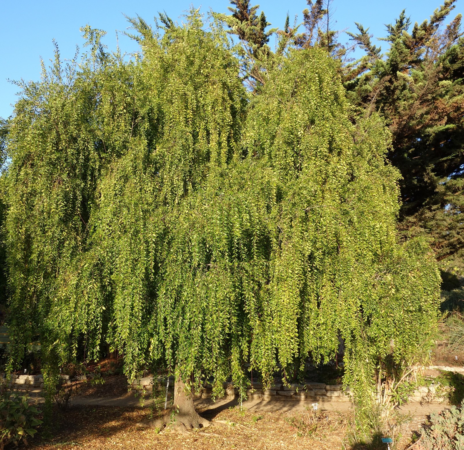 Mayten Tree (Maytenus boaria) – 2.5 Inch Pot