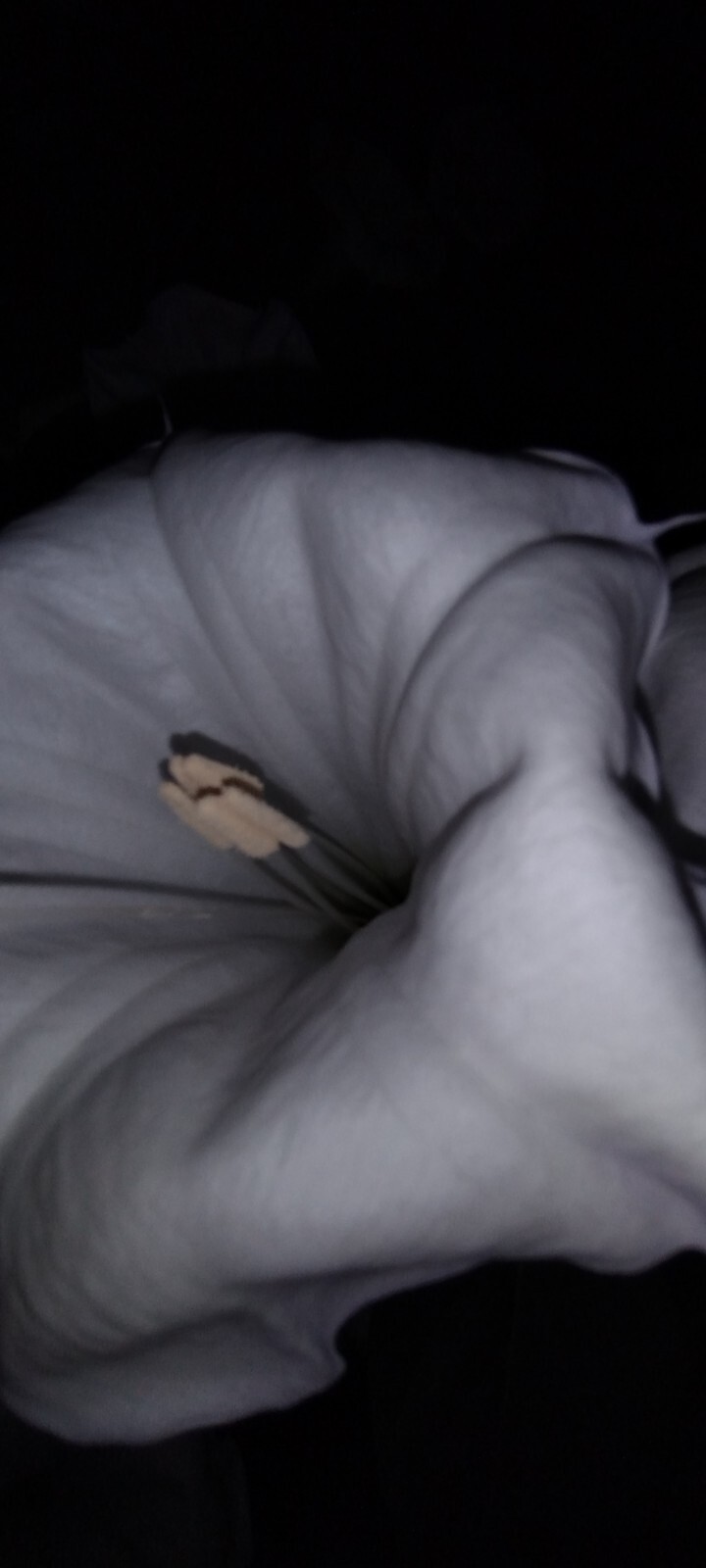 100 MOONFLOWER Datura Seeds ~HUGE BLOOMS~EASY TO GROW 🪴 FREE SHIPPING