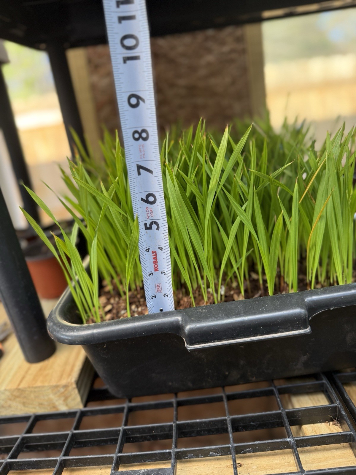 20 Mexican Fan Palm Tree Seedlings 5-8” Washingtonia Robusta