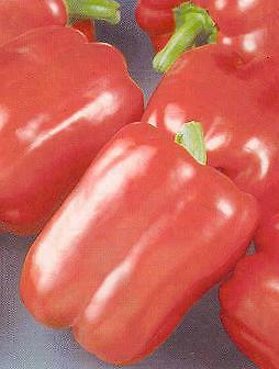 Pepper Keystone Resistant Giant 250 seeds